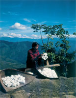 Mdchen der Sangtam-Naga beim Sortieren von Baumwolle