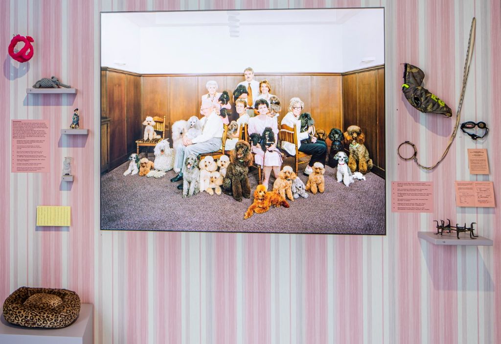 Pink-weisse Wand mit riesigem Foto, auf dem Menschen und Pudel zu sehen sind. Links und rechts davon hängen Accessoires für Hund und Katz: Plüschige oder modische Halsbänder, Hoodies sowie eine Sonnenbrille.