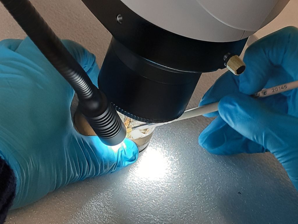 Zwei Hände in blauen Handschuhen arbeiten unter einem Mikroskop. Die linke Hand hält ein Gefäss fest, während die rechte Hand mit einer Pinzette arbeitet.