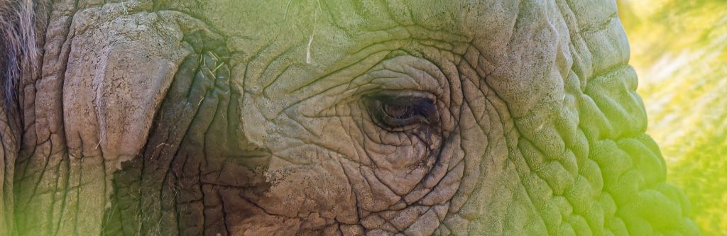 Elefanten – im Museum und im Zoo