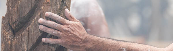 Alive – More than a tree