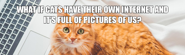 Memes für die Katz